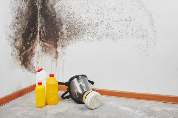 Best Black Mold Remediation in Mendon, IL
