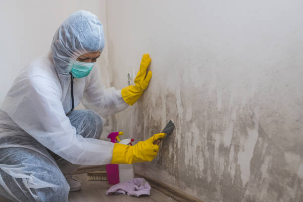 Best Emergency Mold Remediation in Mendon, IL