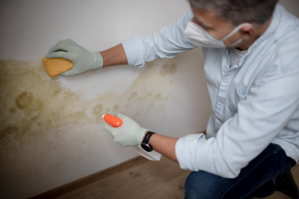 Best Industrial Mold Remediation in Mendon, IL
