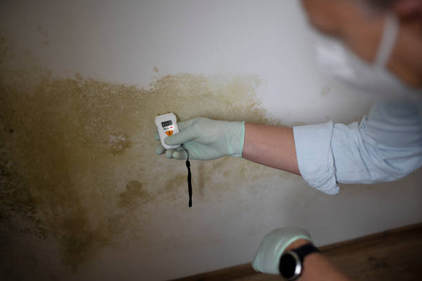 Best Post-Flood Mold Remediation in Mendon, IL