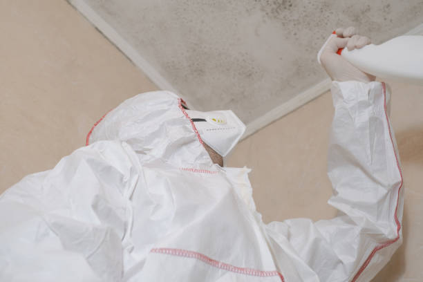 Best Basement Mold Remediation in Mendon, IL
