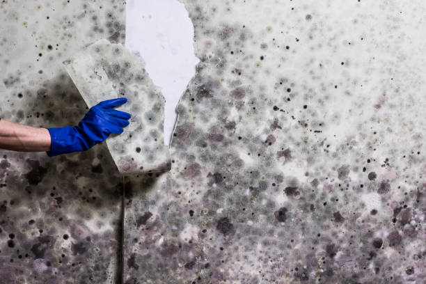 Best Commercial Mold Remediation in Mendon, IL