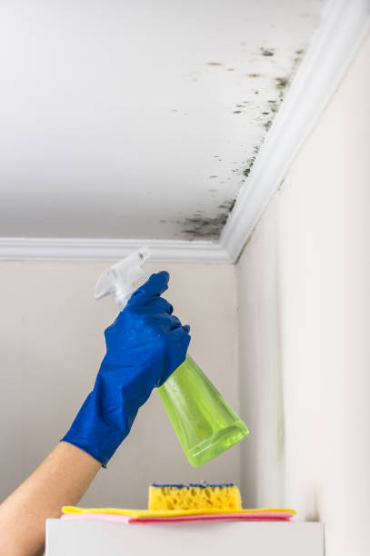 Best Mold Remediation for Specific Building Types in Mendon, IL